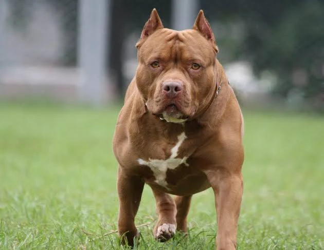 Pitbull Owner Has Been Arrested After Her Dog Allegedly Killed Woman 2