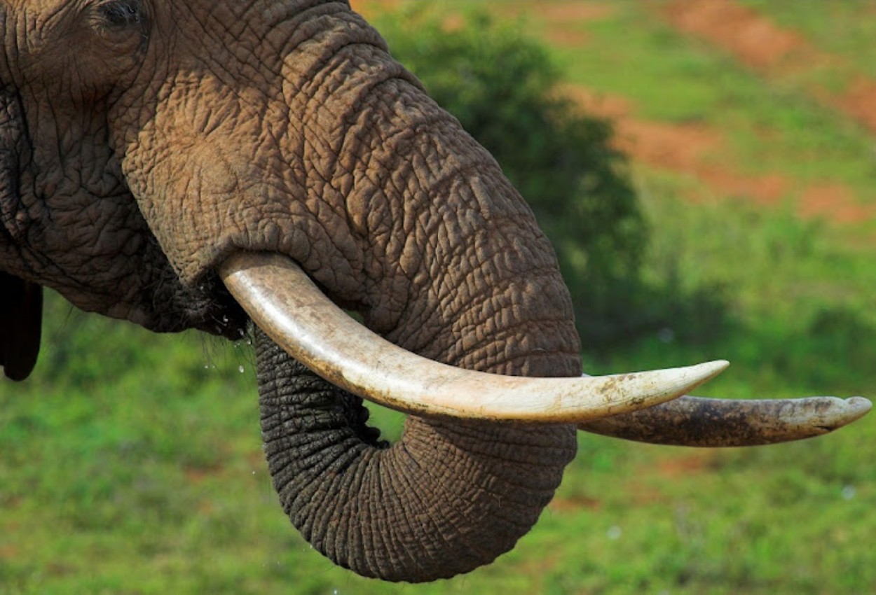 Elephant Attack in Kruger Park Claims Tourist’s Life