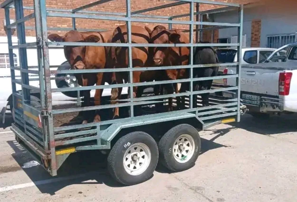 Kroonstad Highway Patrol Arrests Three for Possession of Stolen Livestock